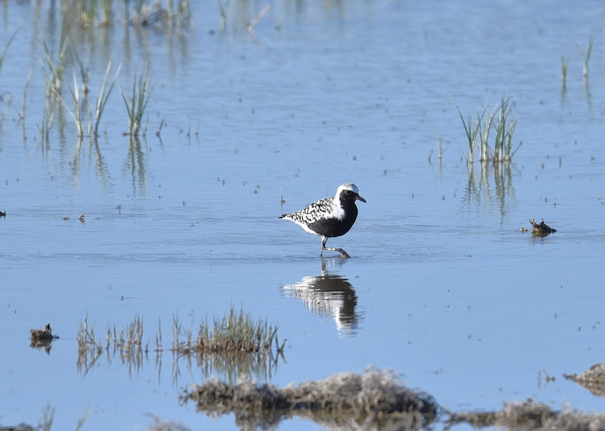 Black-bellied Plover - ML449360431