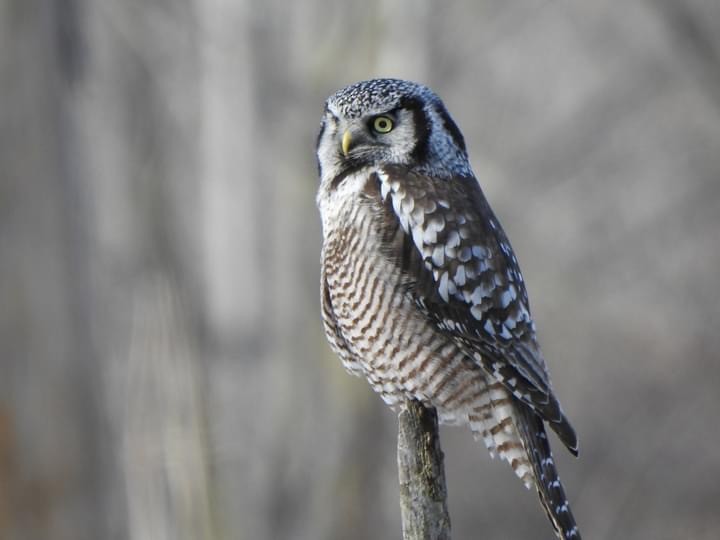 Northern Hawk Owl - ML449361131