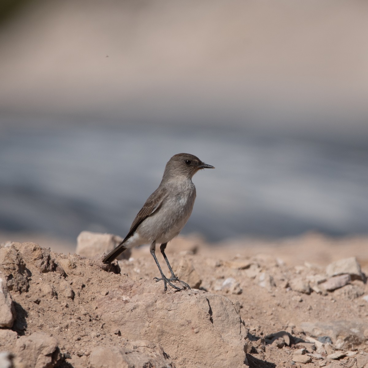 Dark-faced Ground-Tyrant - ML449361301