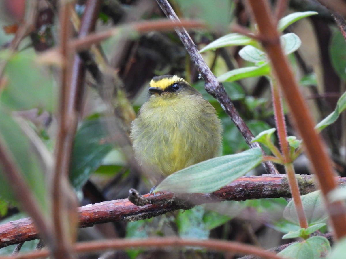 Yellow-bellied Chat-Tyrant - Alejandro Ramirez - Kamarija Birding