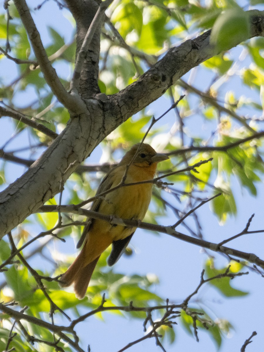 Summer Tanager - ML449361611