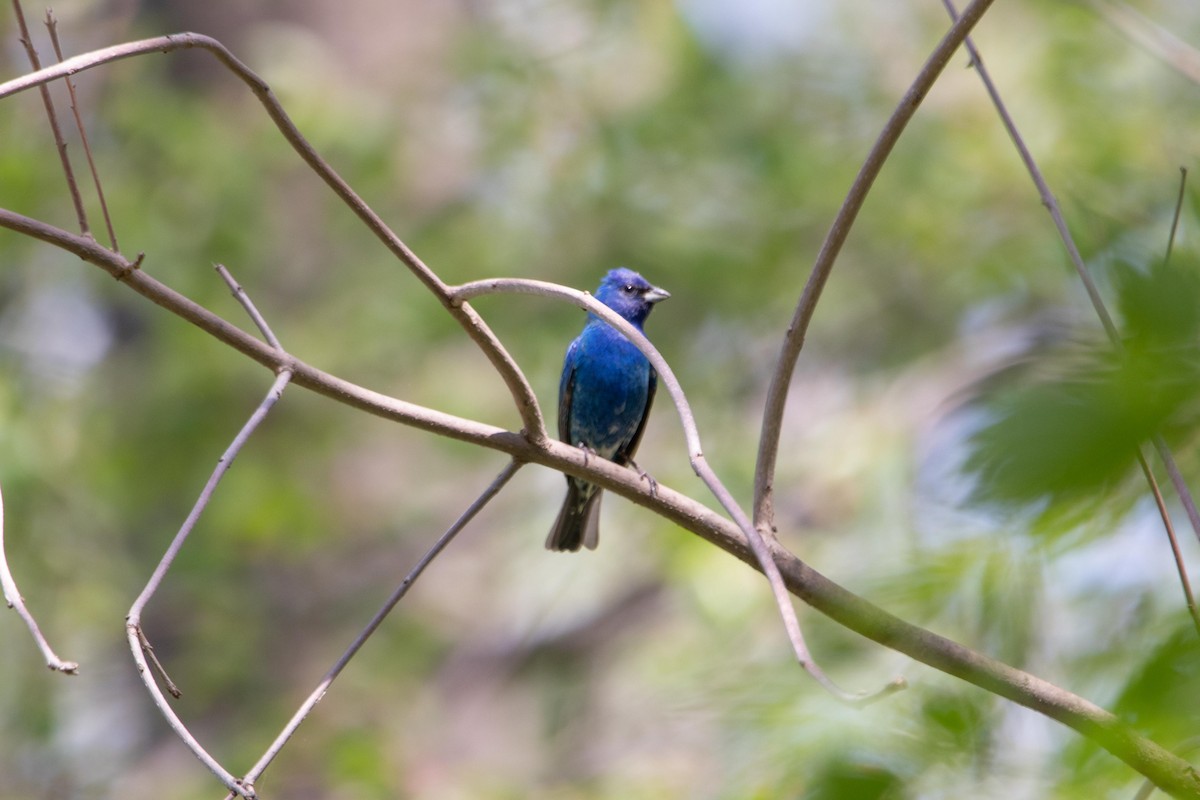 Indigo Bunting - ML449362881