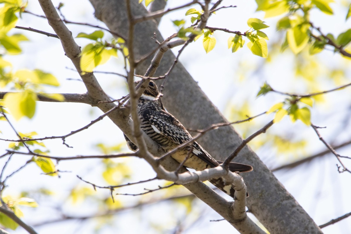 Common Nighthawk - Carson Evich