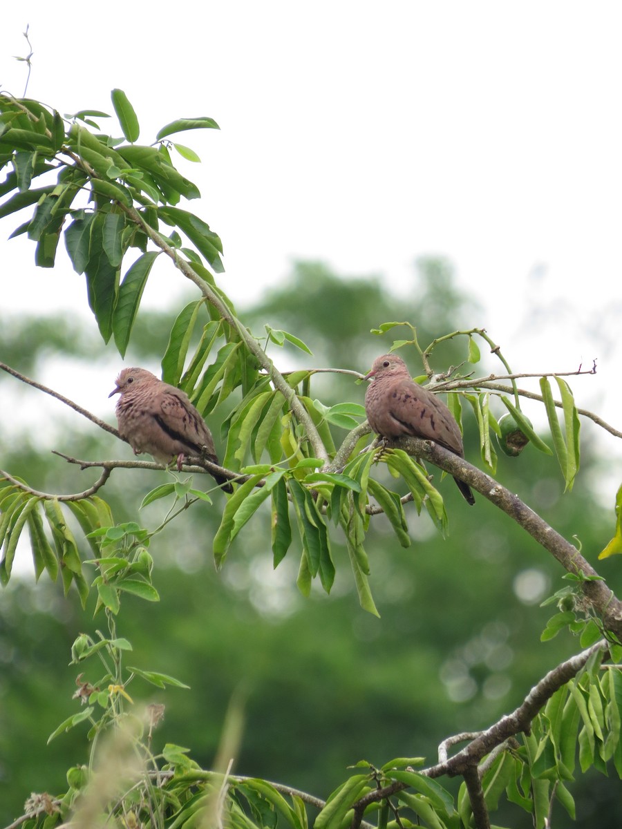 Common Ground Dove - ML449364161