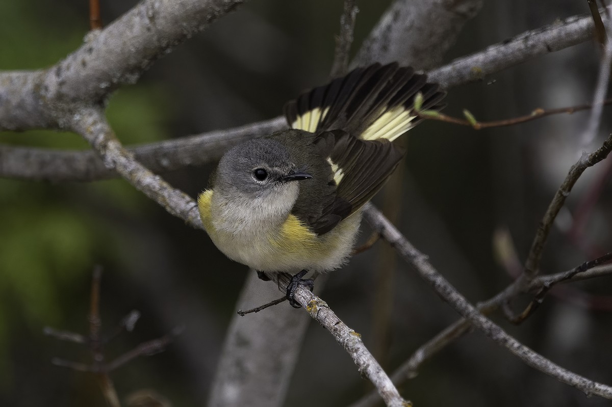 American Redstart - ML449364841