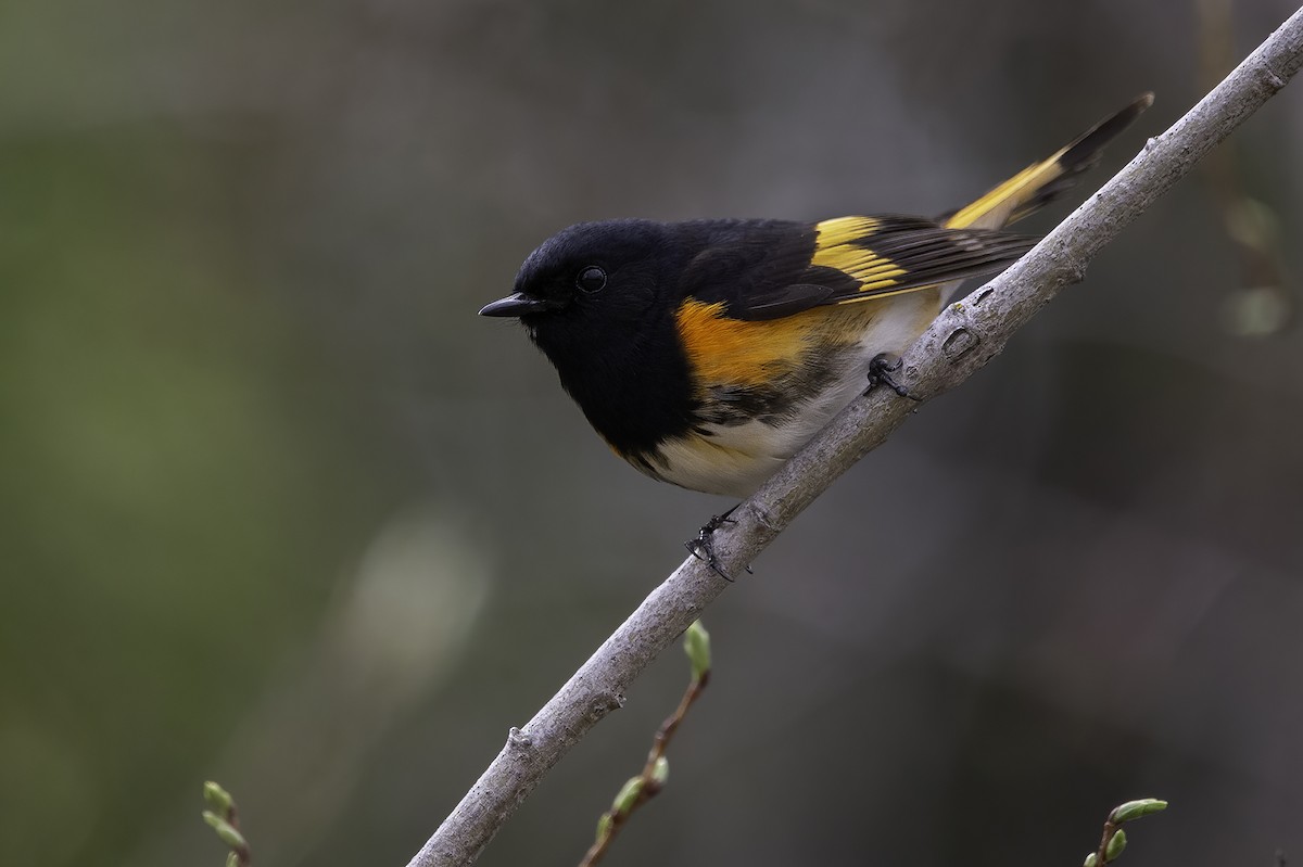 American Redstart - ML449364871