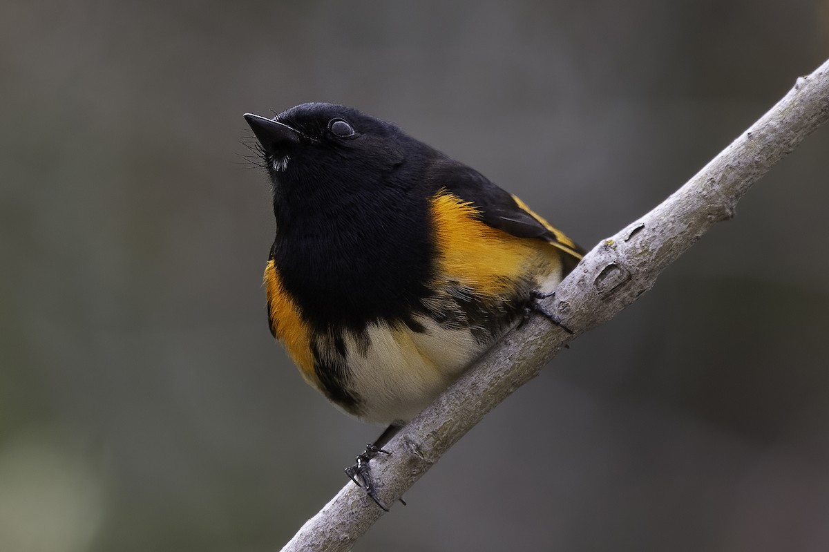 American Redstart - ML449364911
