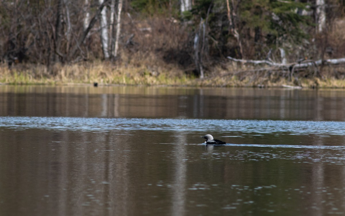 Pacific Loon - Justin Saunders