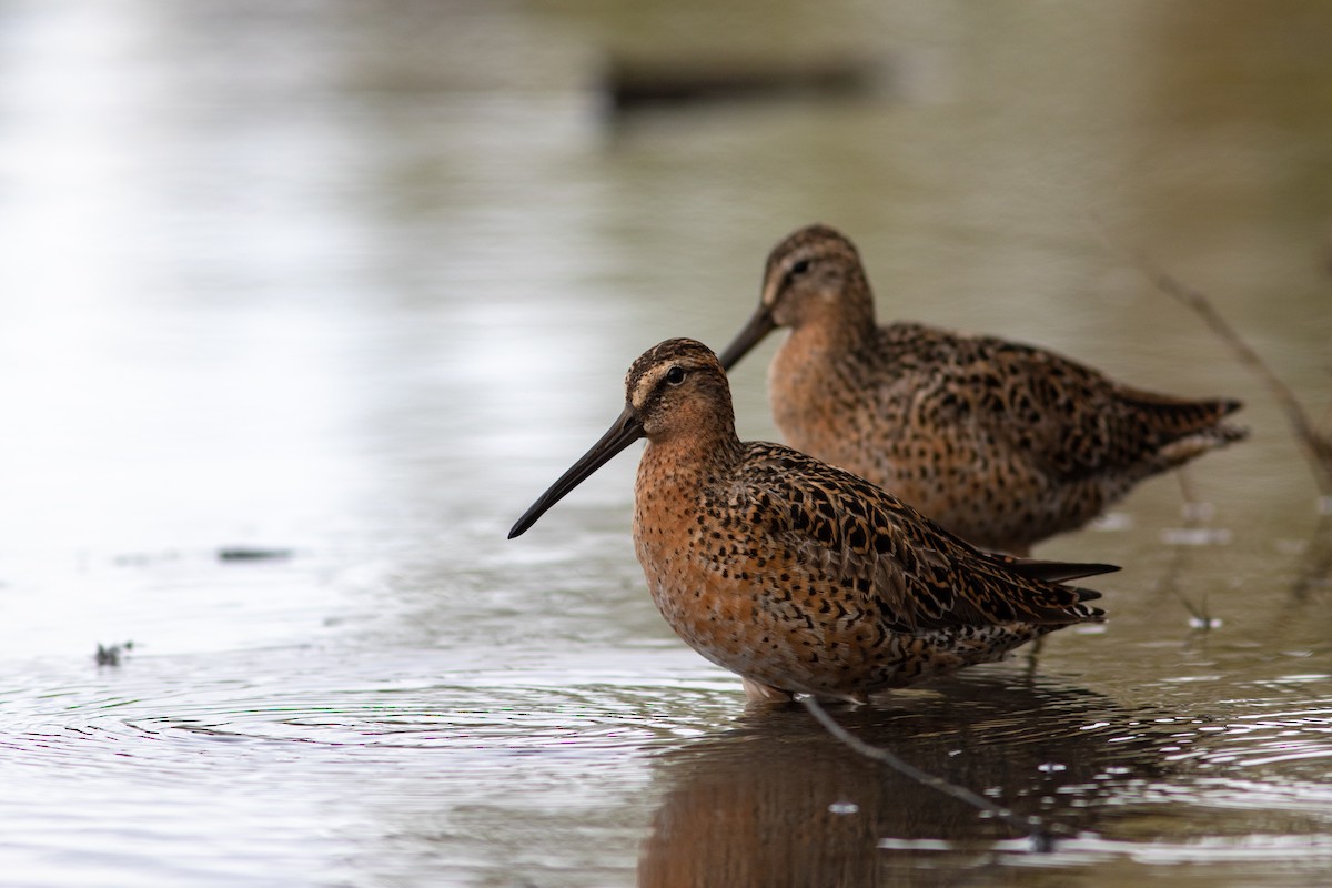 Short-billed Dowitcher - ML449366791