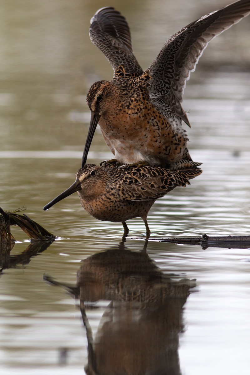 Short-billed Dowitcher - ML449367001