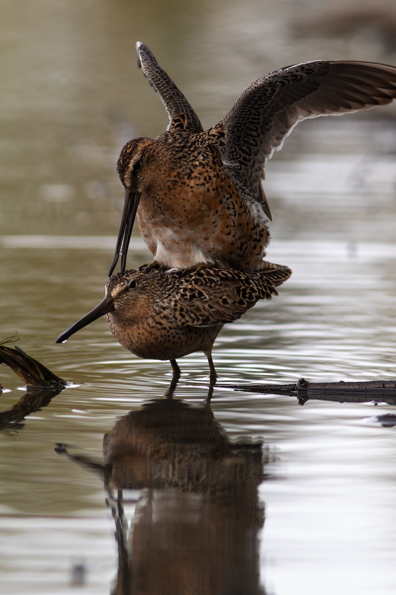 Short-billed Dowitcher - ML449367081