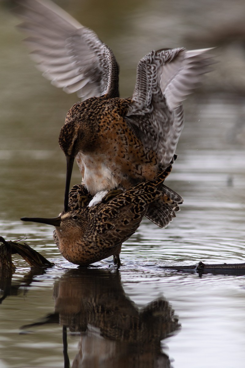 Short-billed Dowitcher - ML449367171