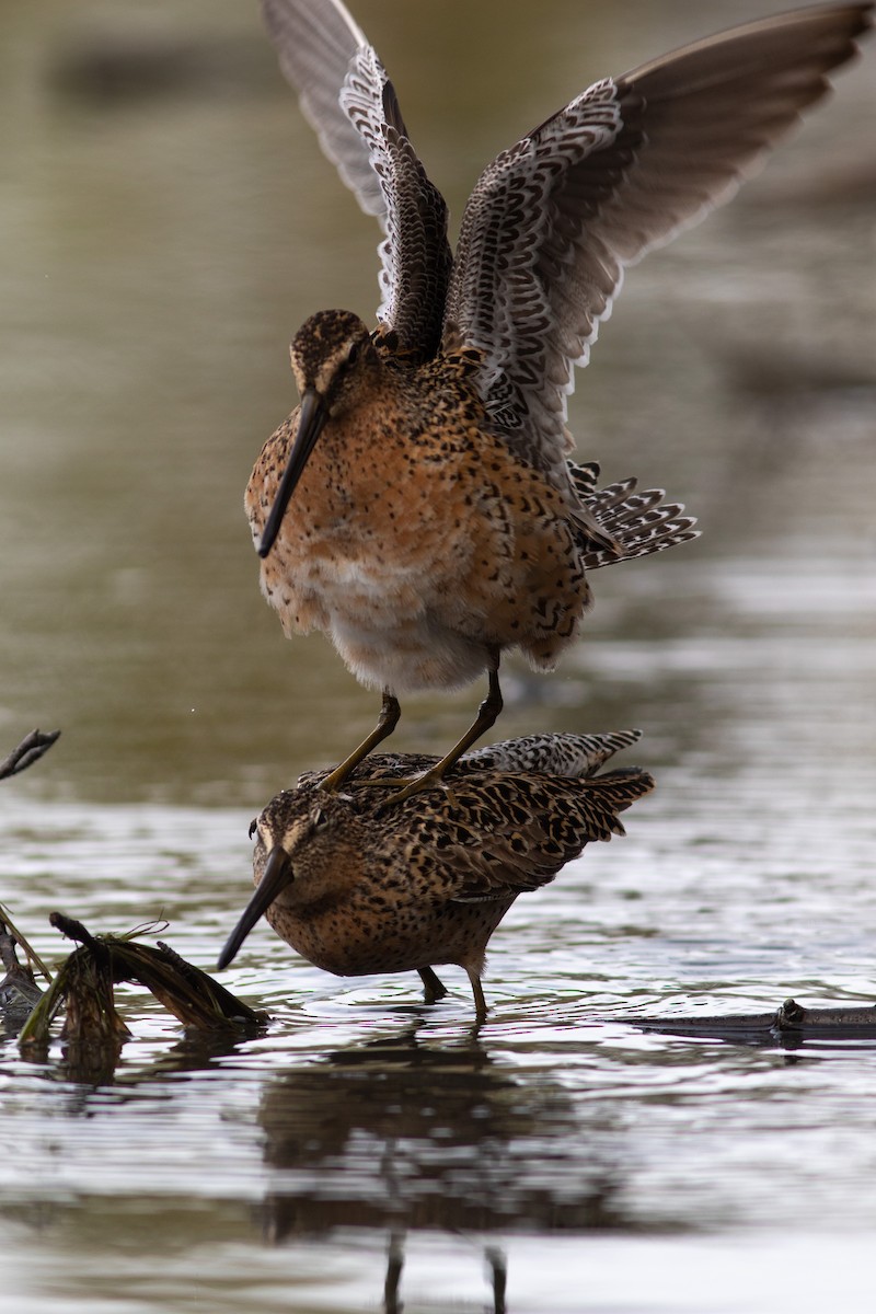Short-billed Dowitcher - ML449367201