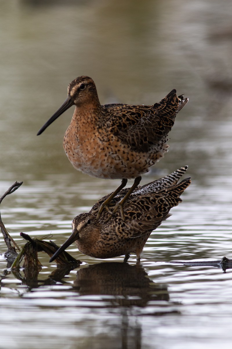 Short-billed Dowitcher - ML449367271
