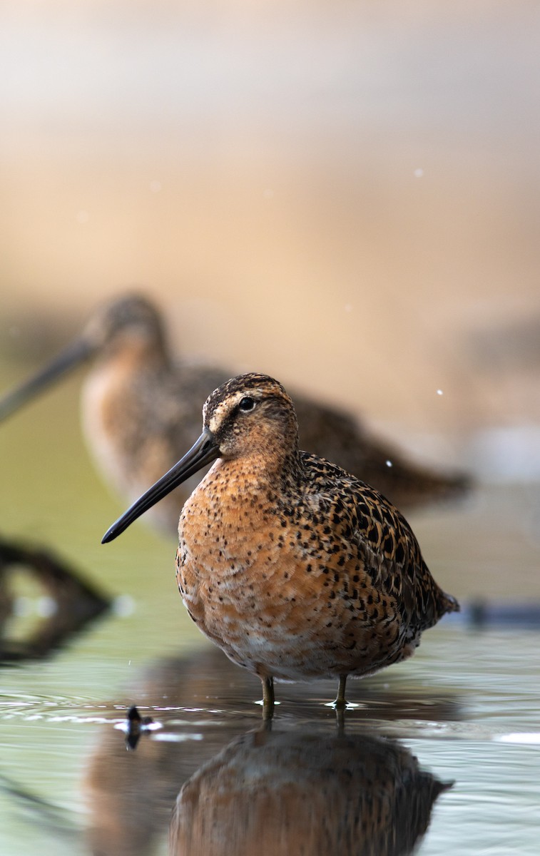 Short-billed Dowitcher - ML449367811