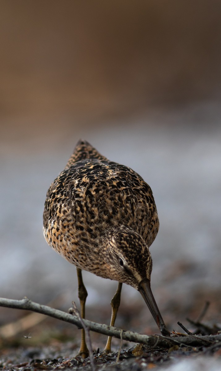 Short-billed Dowitcher - ML449367931