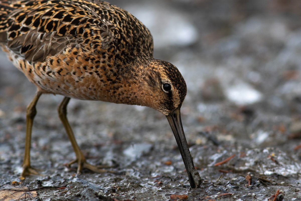 Short-billed Dowitcher - ML449368201