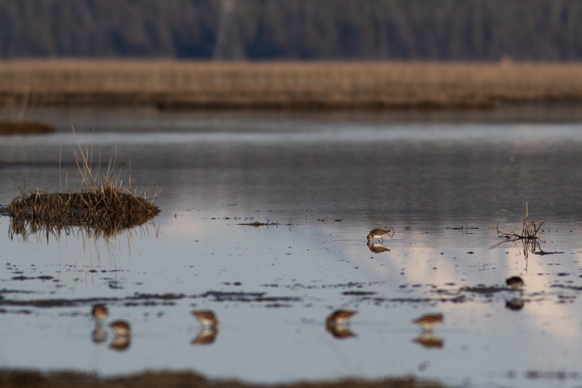 Semipalmated Sandpiper - Justin Saunders