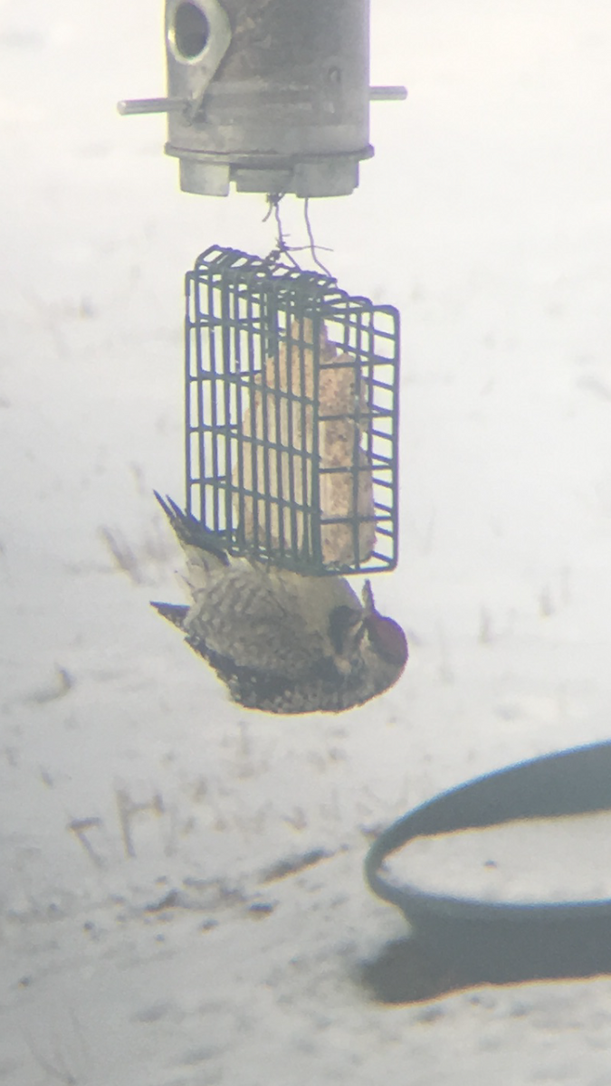 Yellow-bellied Sapsucker - ML44936981