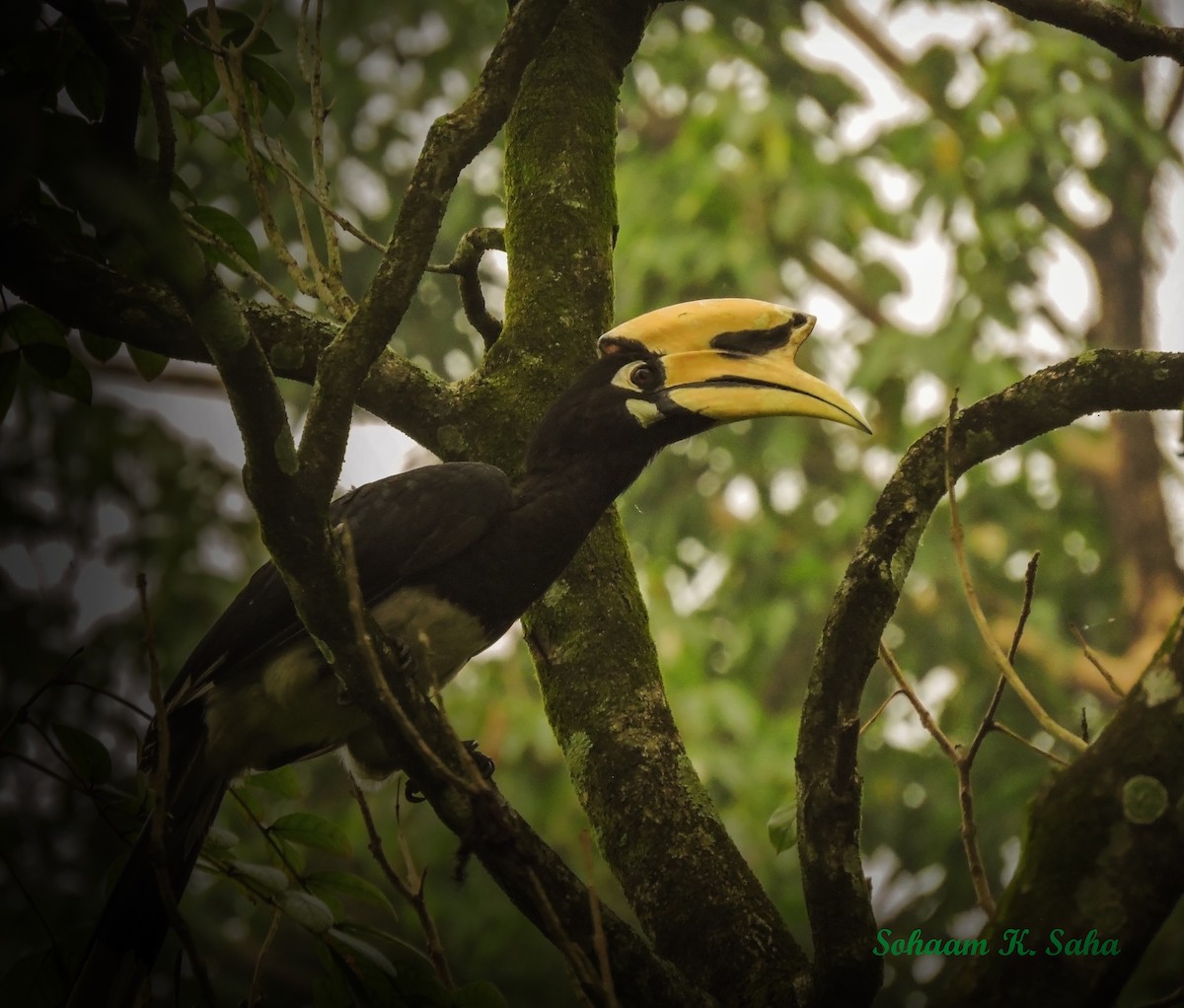 Oriental Pied-Hornbill - Sohaam Saha