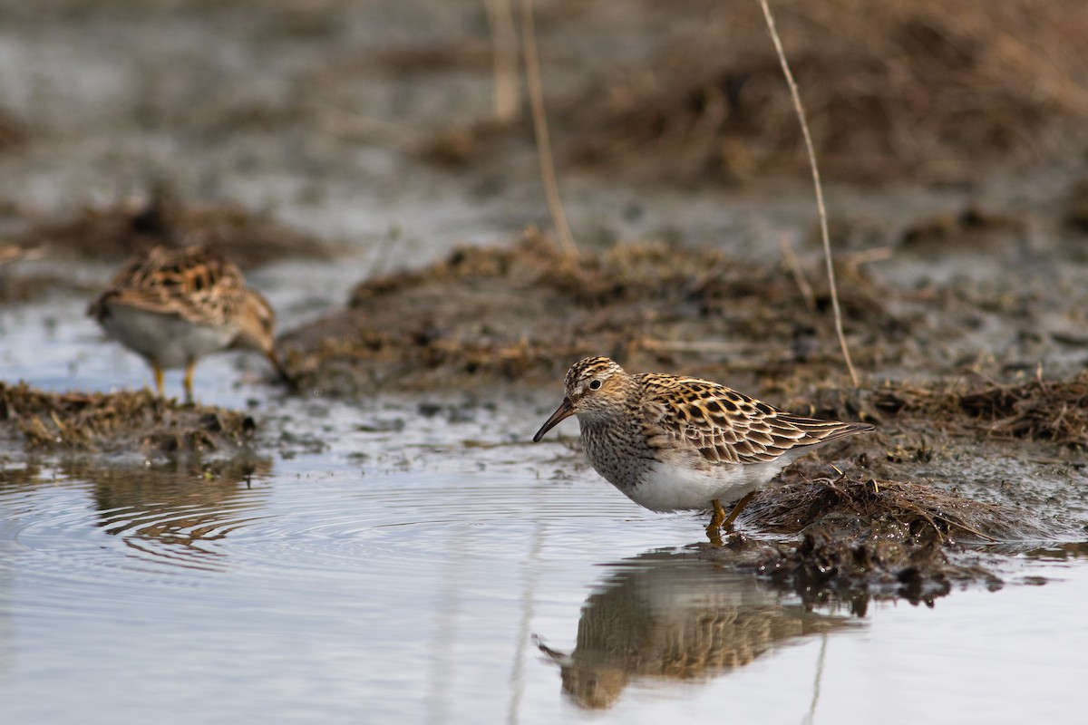 Pectoral Sandpiper - ML449370221