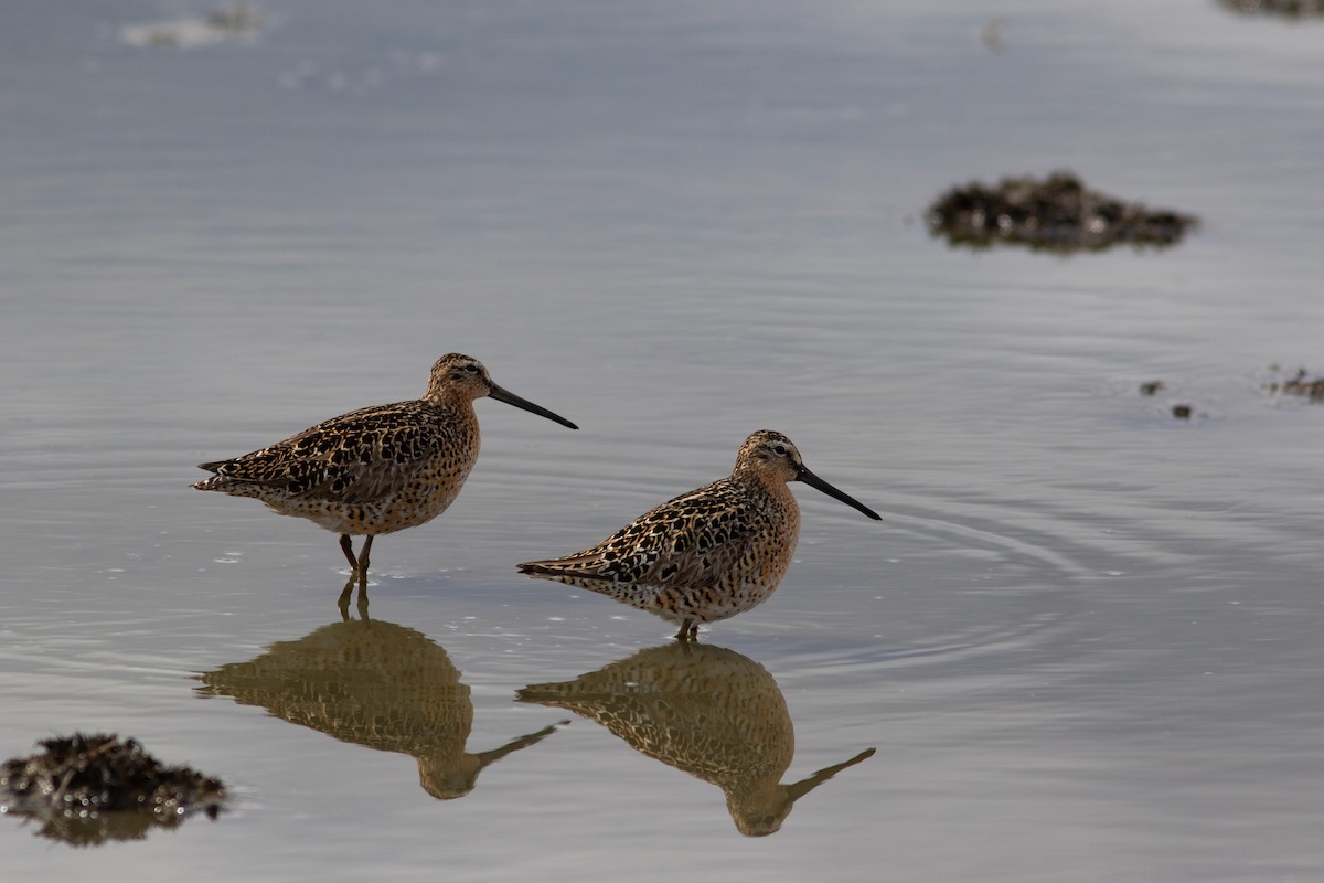 Short-billed Dowitcher - ML449370241