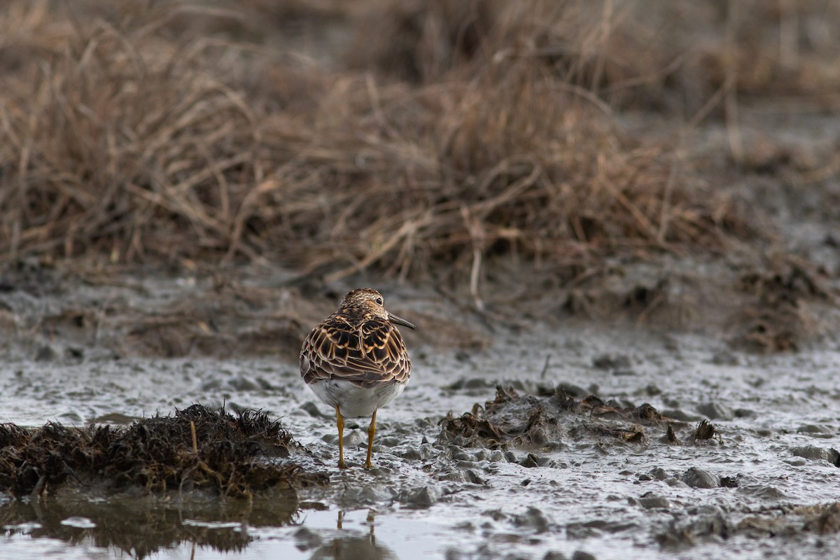 Least Sandpiper - ML449370251