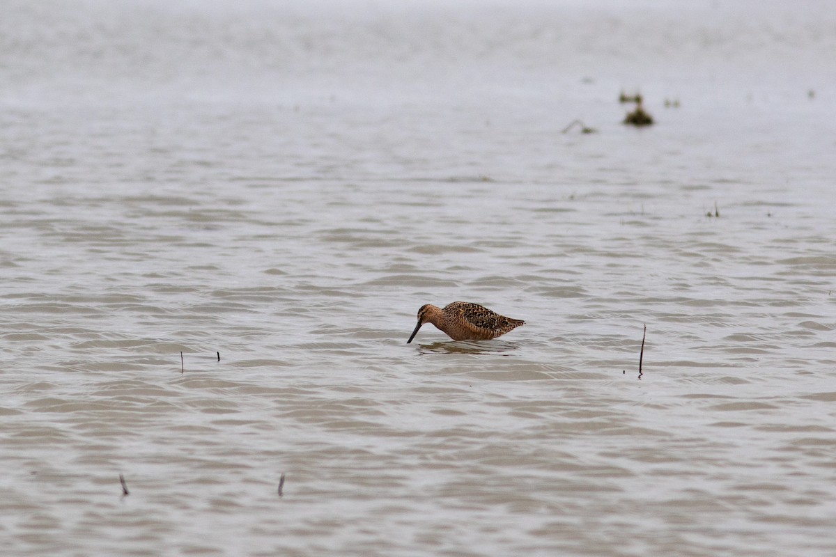 Long-billed Dowitcher - ML449370501