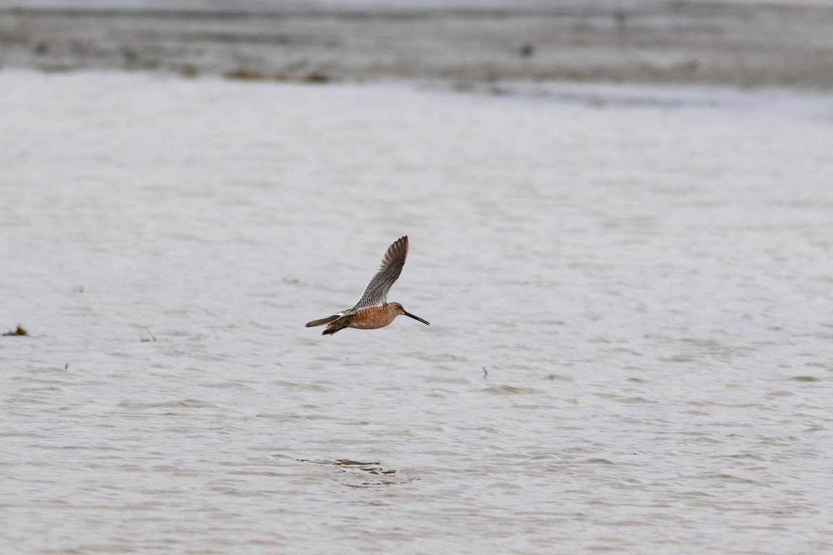 Long-billed Dowitcher - ML449370531