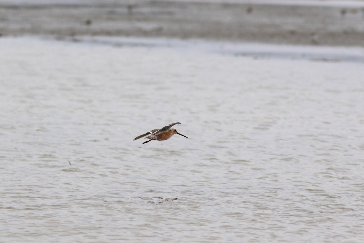 Long-billed Dowitcher - ML449370591