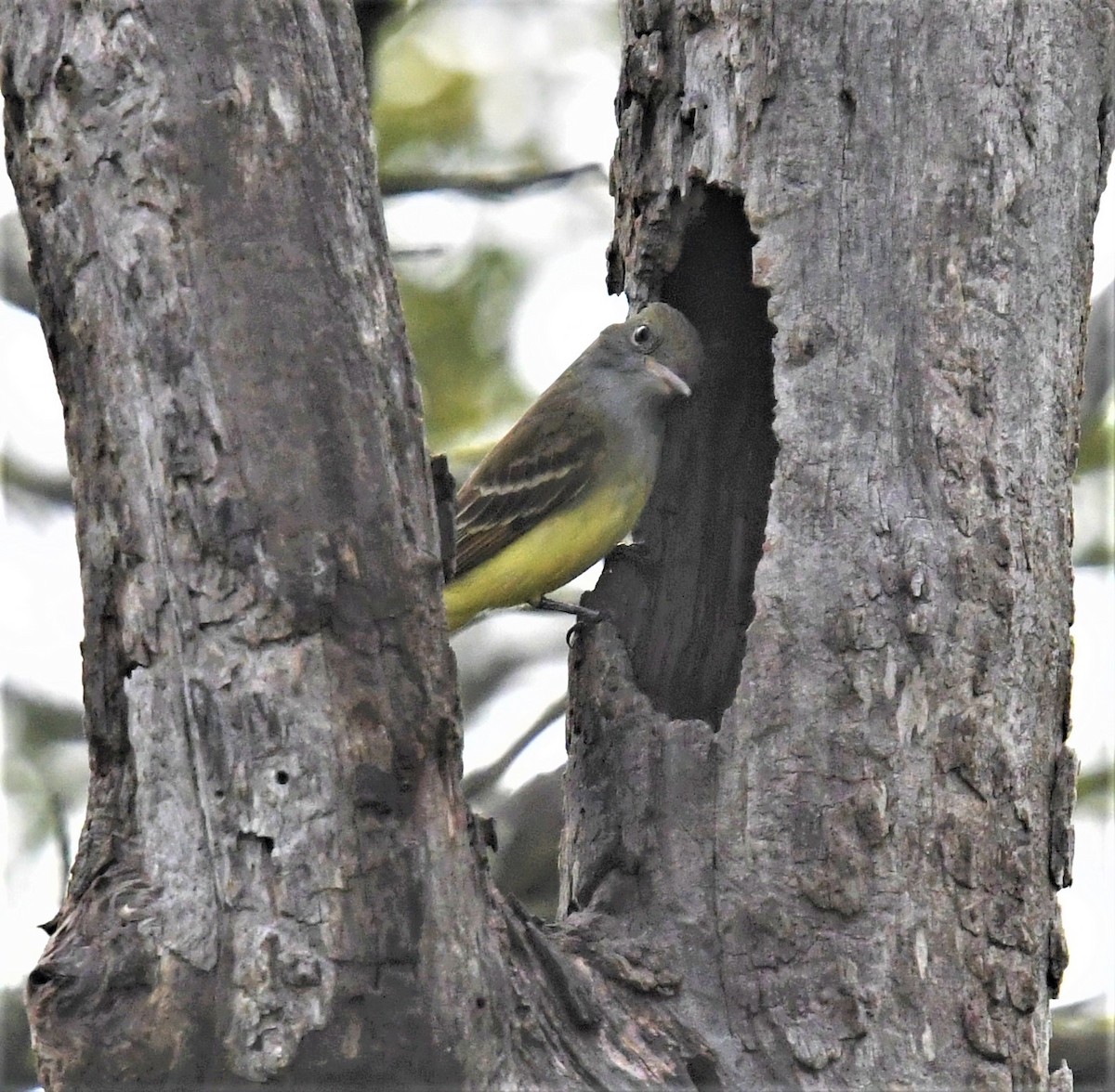 Great Crested Flycatcher - ML449370711