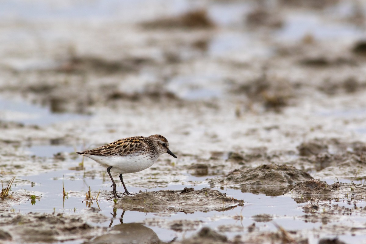 Semipalmated Sandpiper - ML449370791