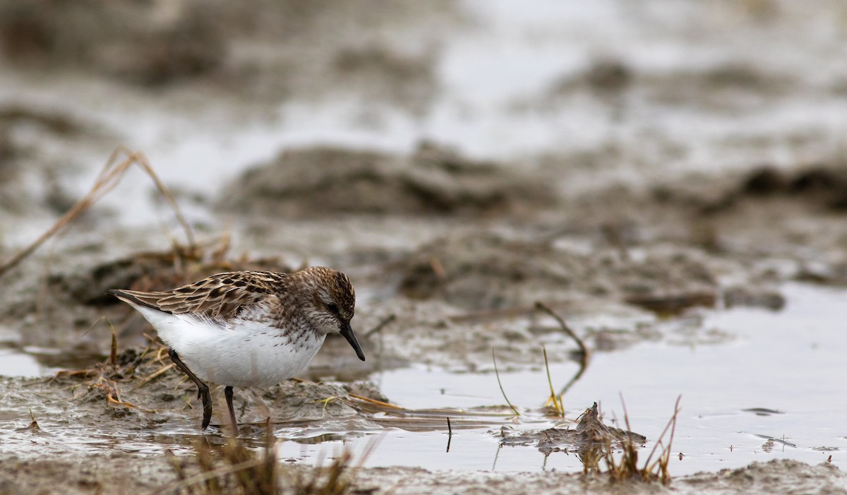 Semipalmated Sandpiper - ML449370821