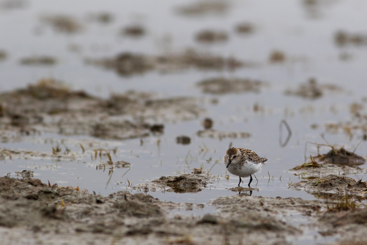 Semipalmated Sandpiper - ML449370831