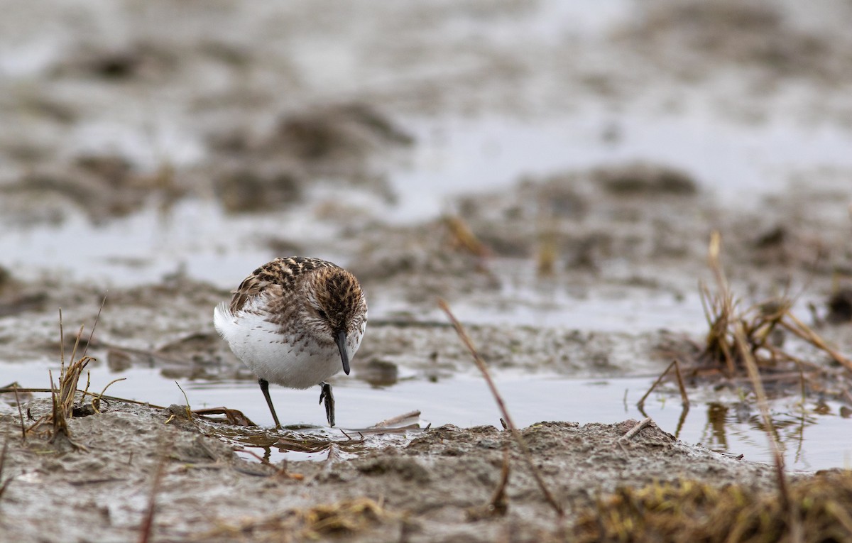 Semipalmated Sandpiper - ML449370891