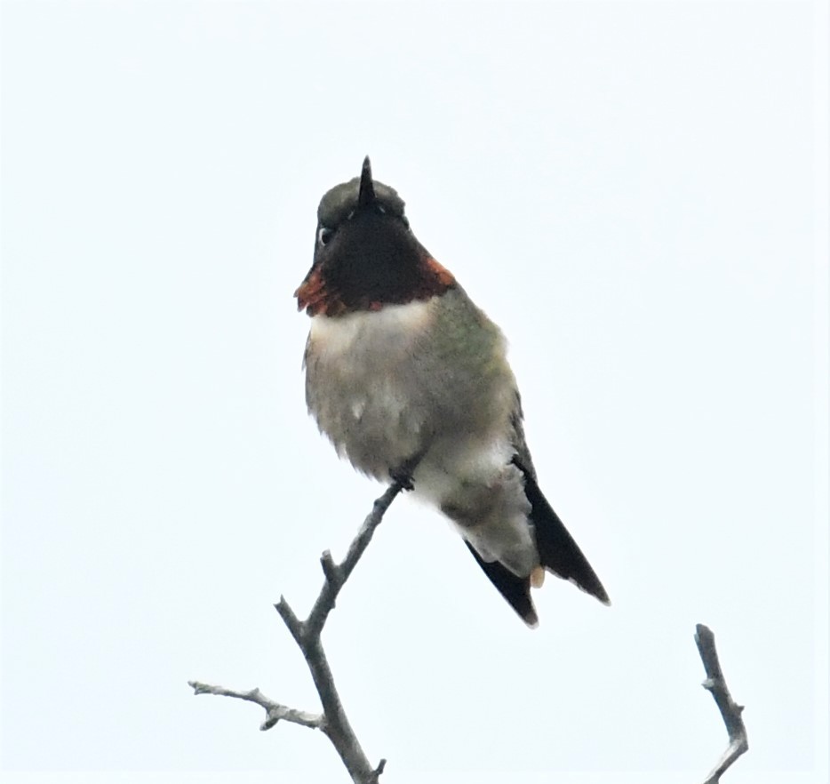 Ruby-throated Hummingbird - ML449370981