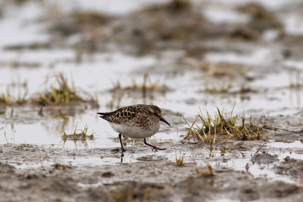 Least Sandpiper - ML449371091