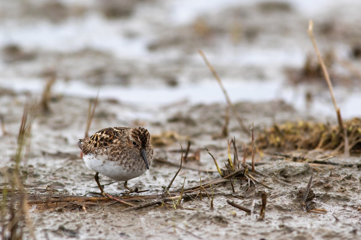 Least Sandpiper - ML449371101