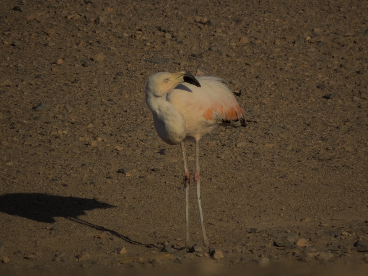 Chilean Flamingo - Ignacio Escobar Gutiérrez