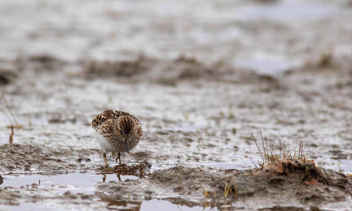 Least Sandpiper - ML449371181