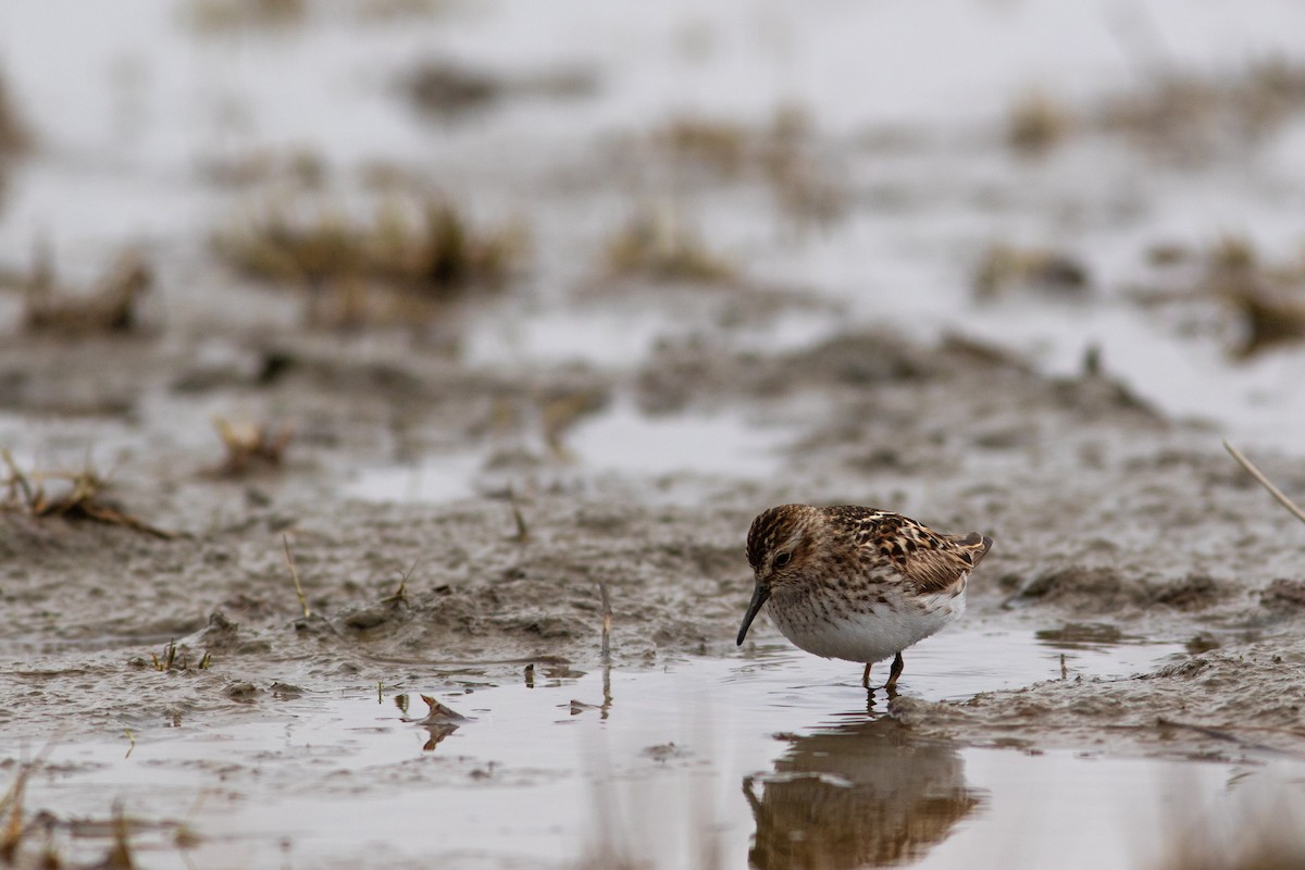 Least Sandpiper - ML449371311