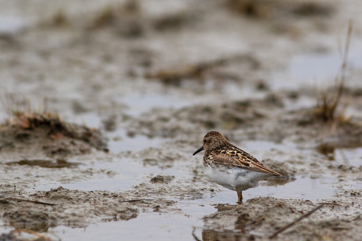 Least Sandpiper - ML449371351