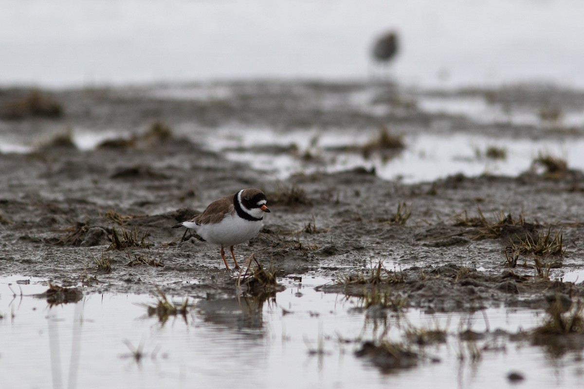 Semipalmated Plover - ML449371641