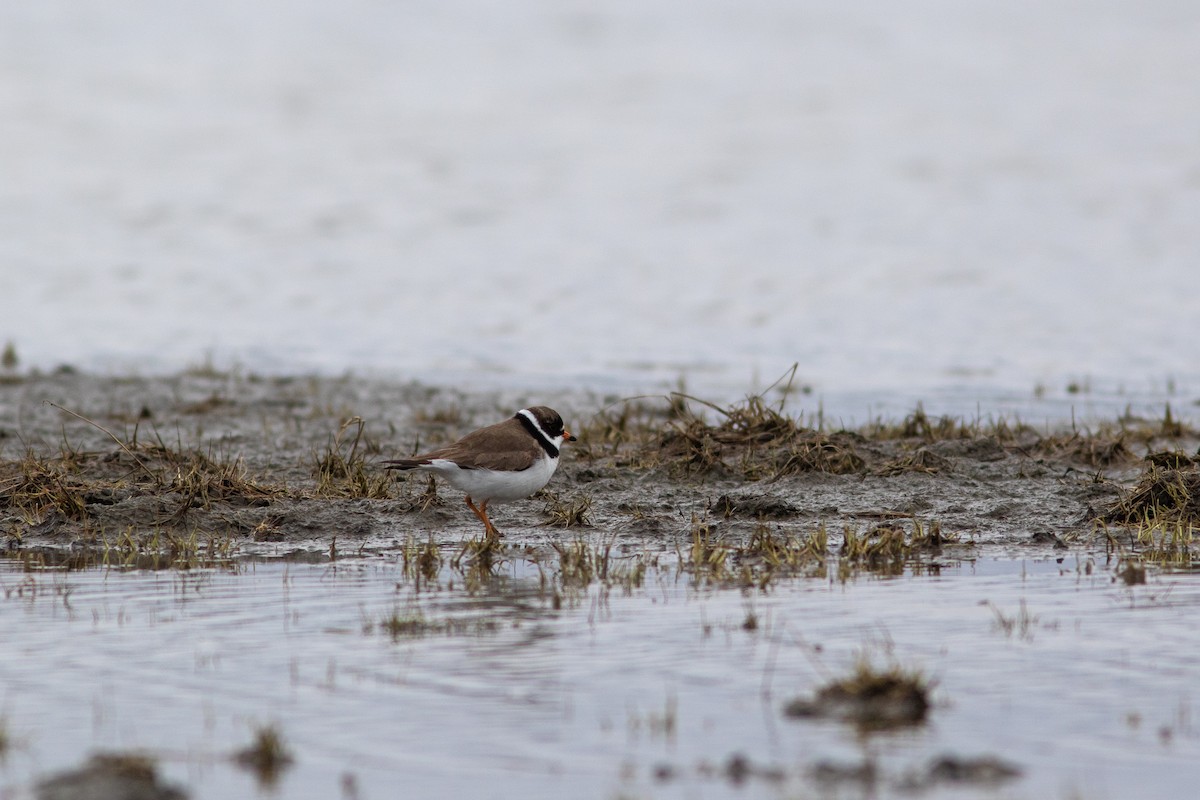 Semipalmated Plover - ML449371671
