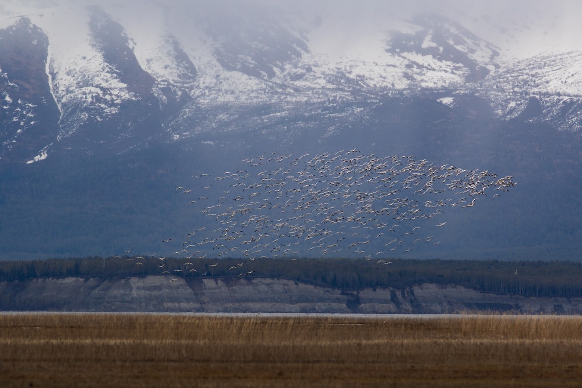 Snow Goose - ML449371821