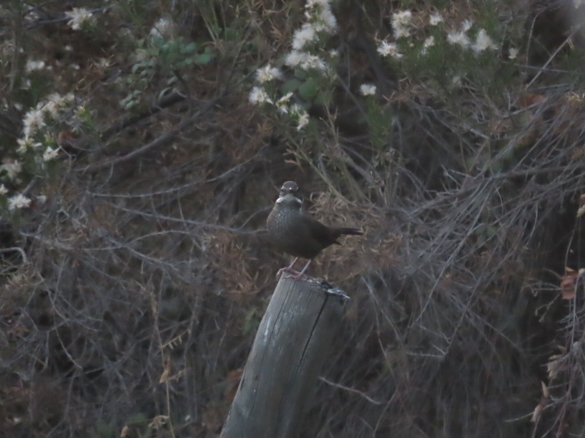 Remolinera Araucana - ML449374561