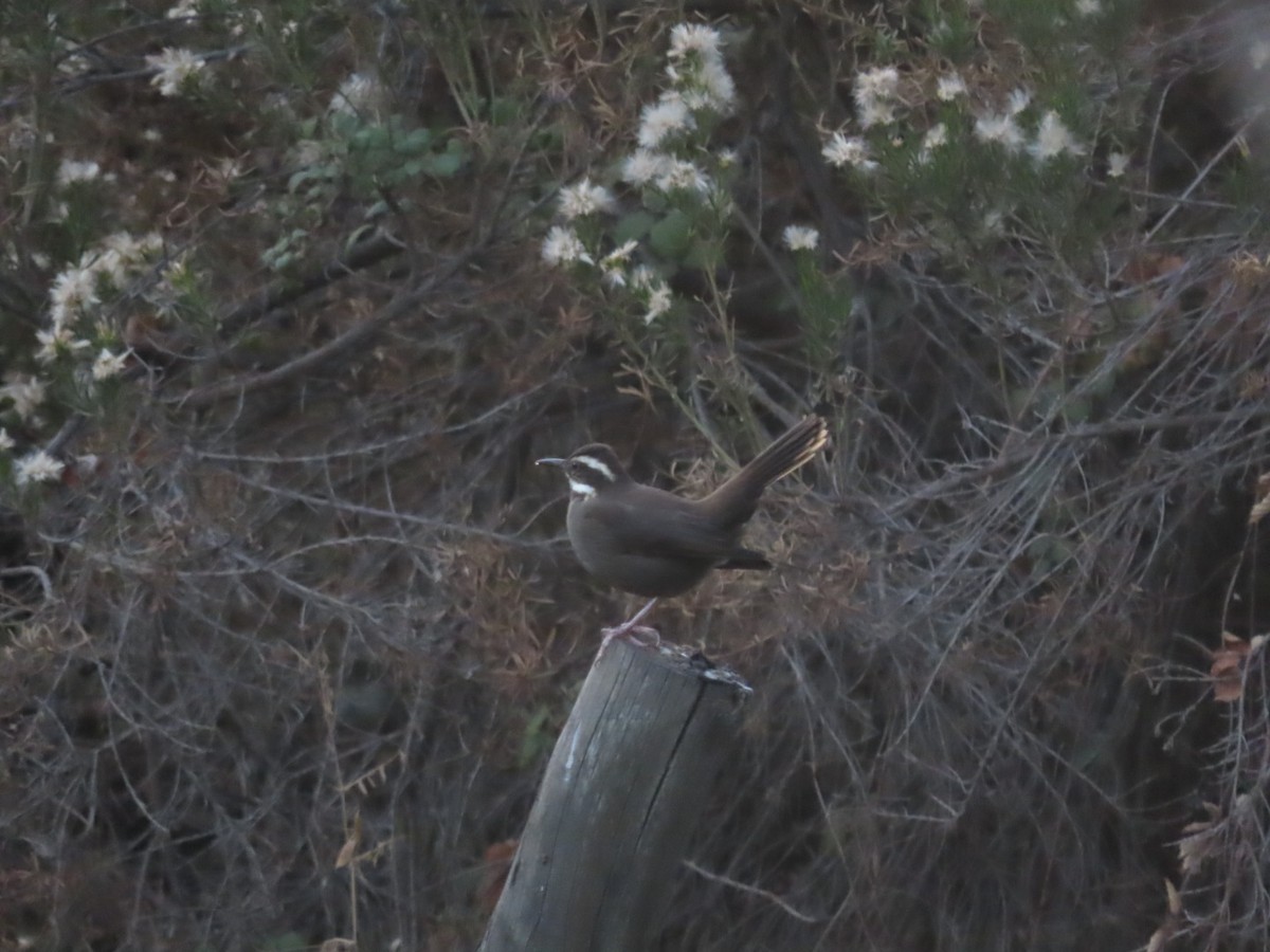 Remolinera Araucana - ML449374571