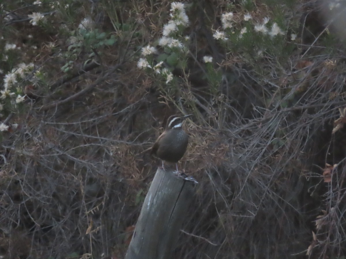 Dark-bellied Cinclodes - ML449374581