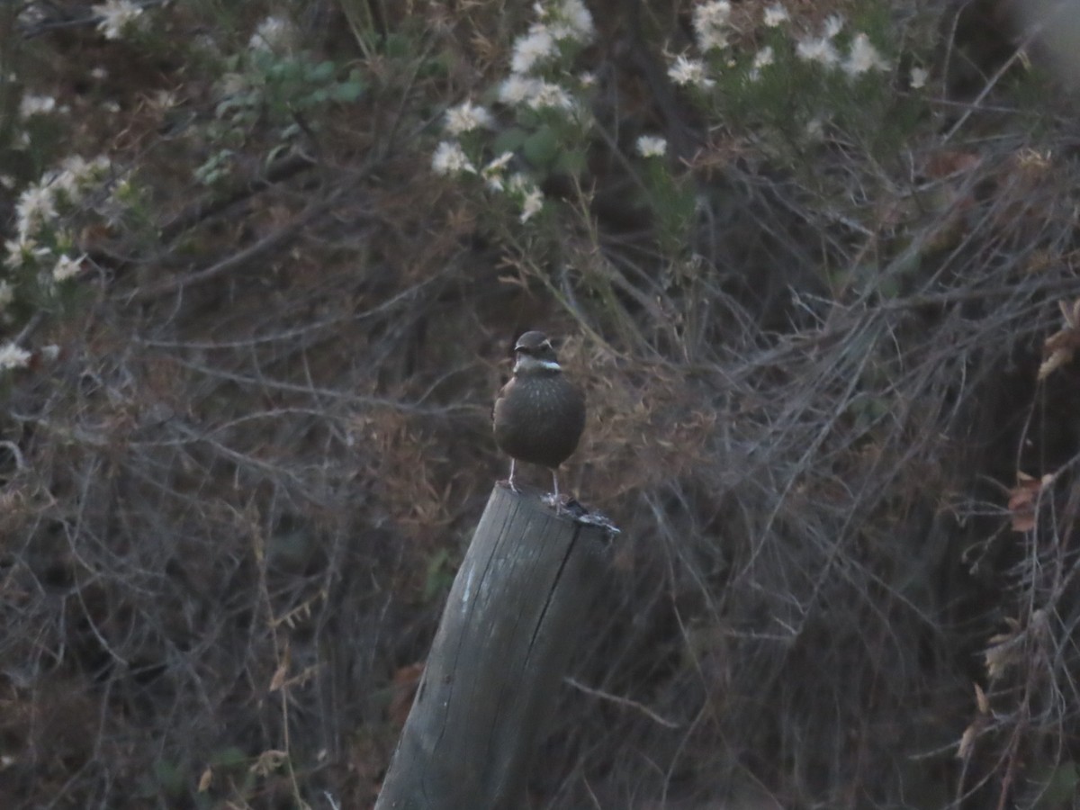 Remolinera Araucana - ML449374591