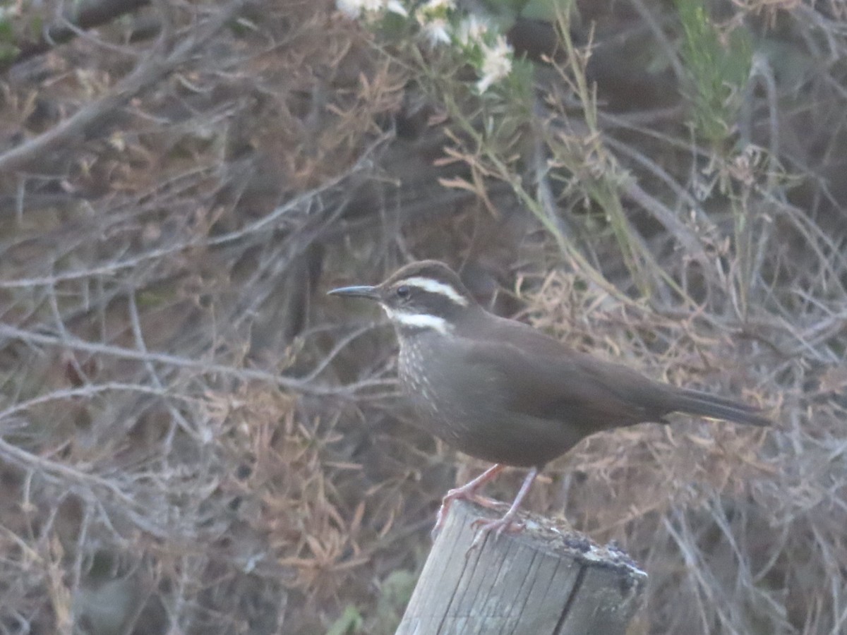 Remolinera Araucana - ML449374641